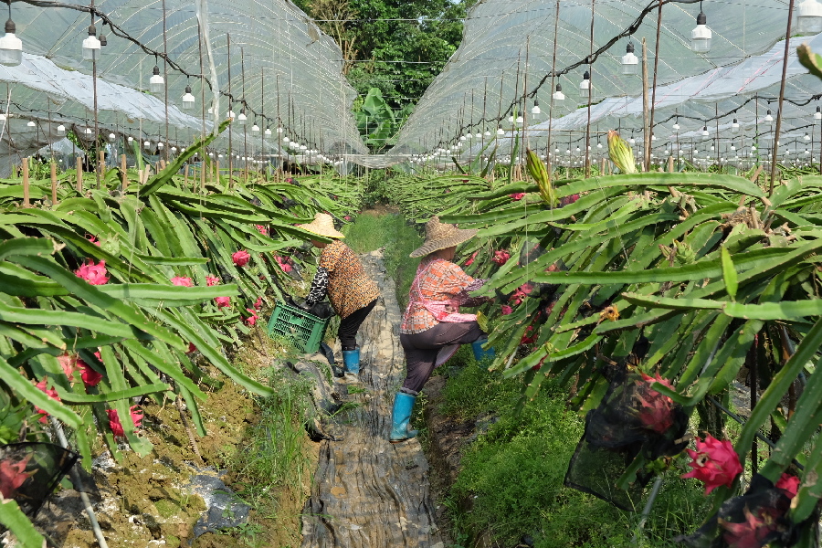 广东农民用夜间催化补光技术开拓火龙果种植新