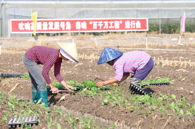 连州菜心基地内，菜农正将菜心苗移栽至田间。