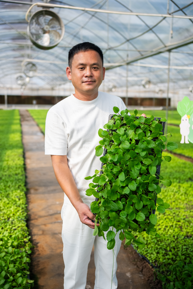 陈洪辉正忙着培育连州菜心苗。