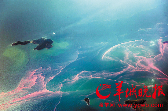 深圳珠海部分海域出现赤潮 近5年多地现大规模赤潮