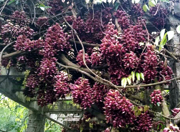 南国奇花 “禾雀”飞舞