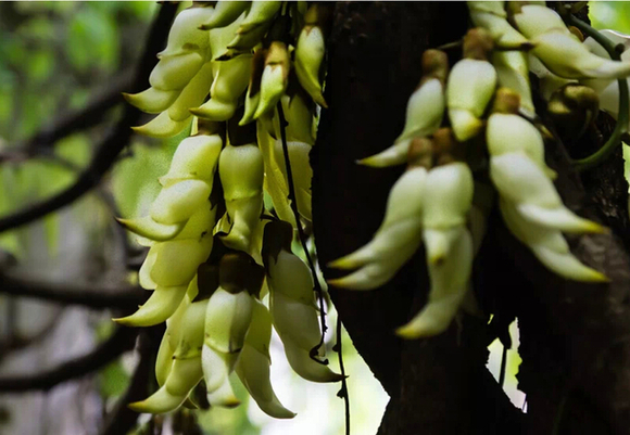 南国奇花 “禾雀”飞舞