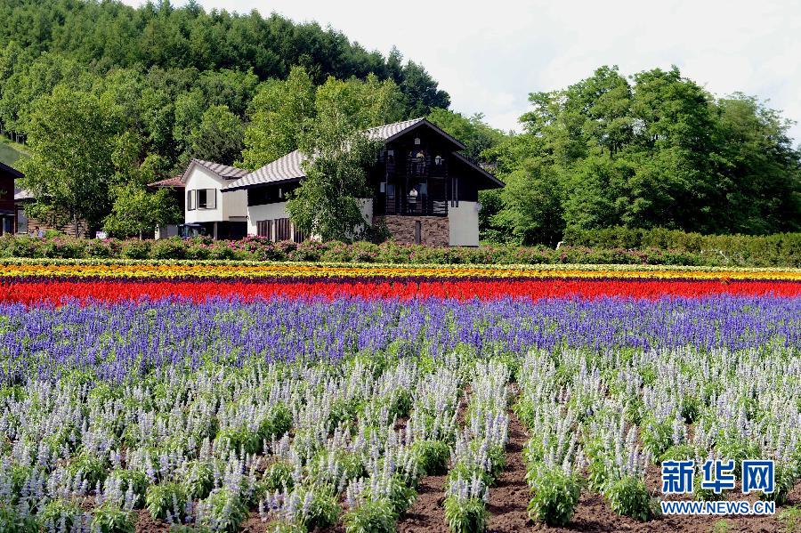 日本北海道花海似彩虹