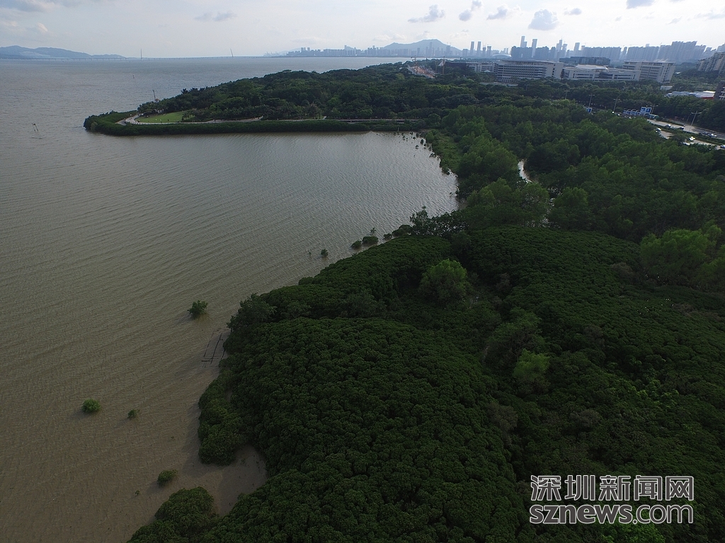 深网无人机航拍深圳湾 离红树林越近水越黄