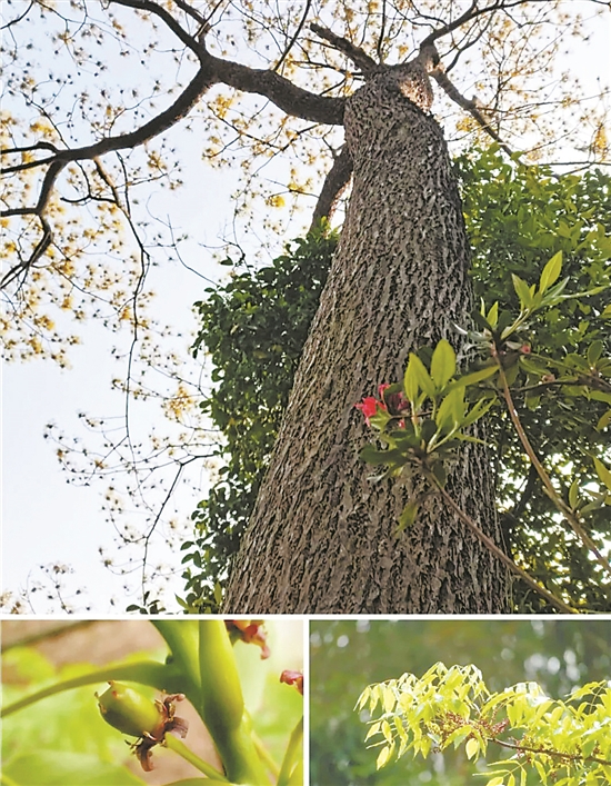 南酸枣树的树干与叶子南酸枣树的果实与种子华南植物园有不少南酸枣树