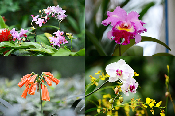 古韻香蘭迎新歲 春遊蘭圃正當時