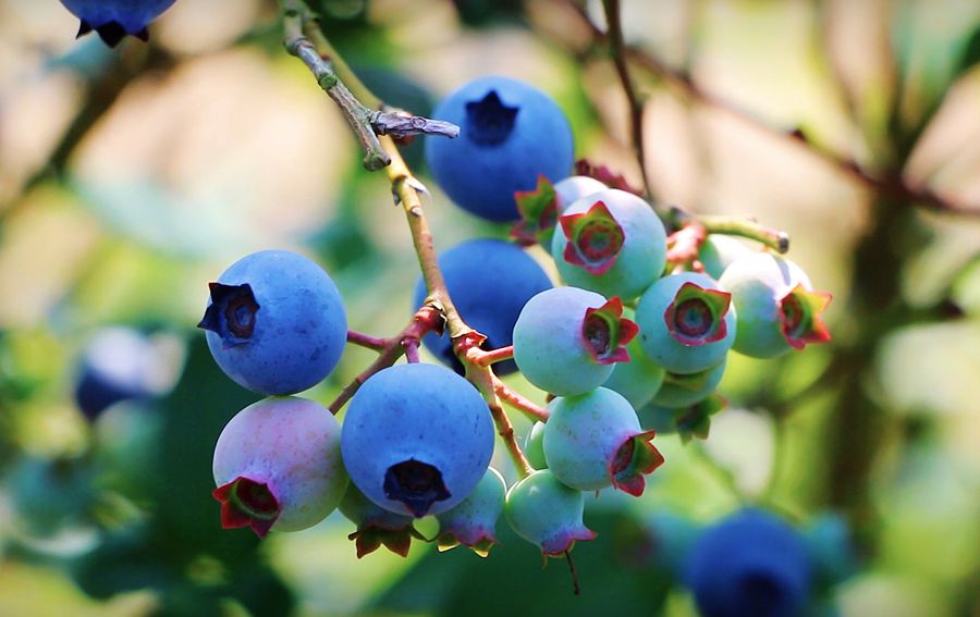 山泉灌溉助增收 蓝莓“绘出”好“蓝图”